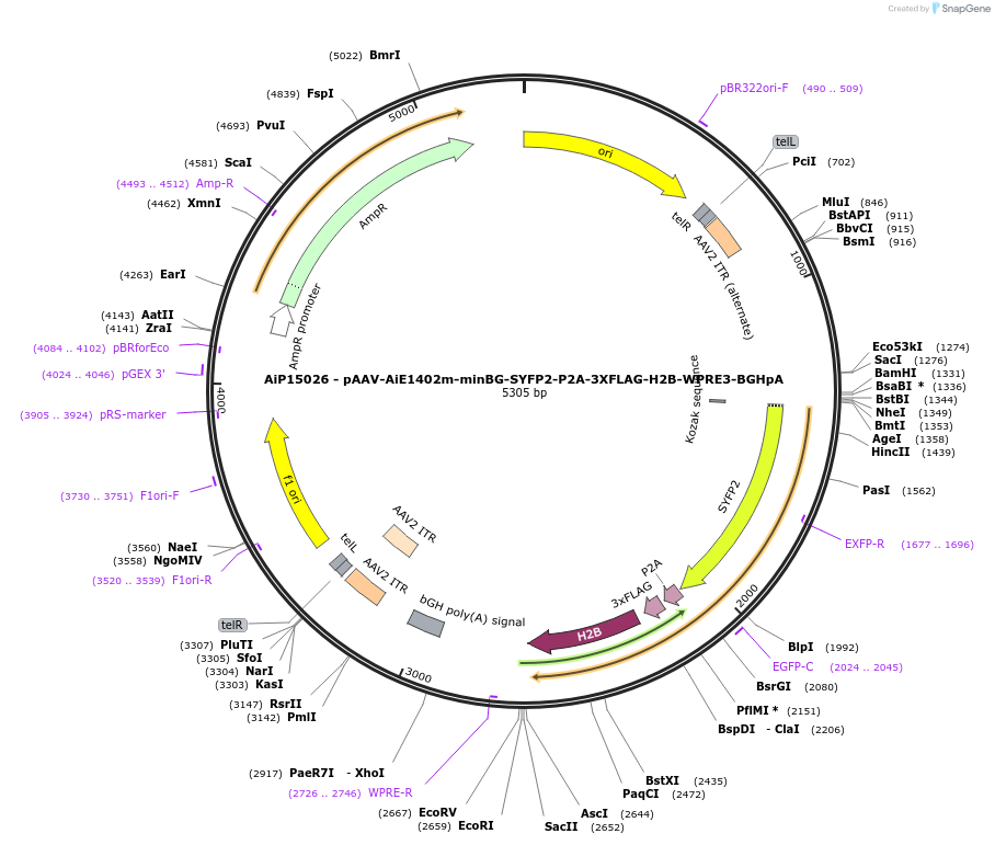 243621-plasmid-map-sequence-id-525366
