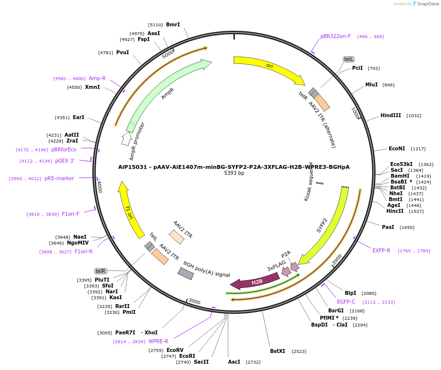243624-plasmid-map-sequence-id-525368