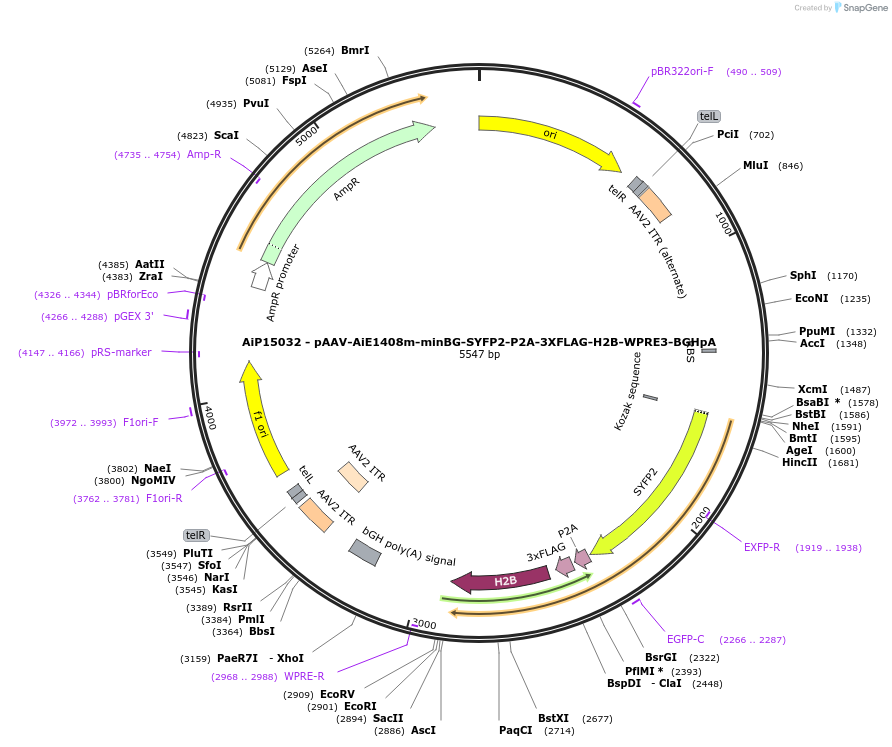 243625-plasmid-map-sequence-id-525369