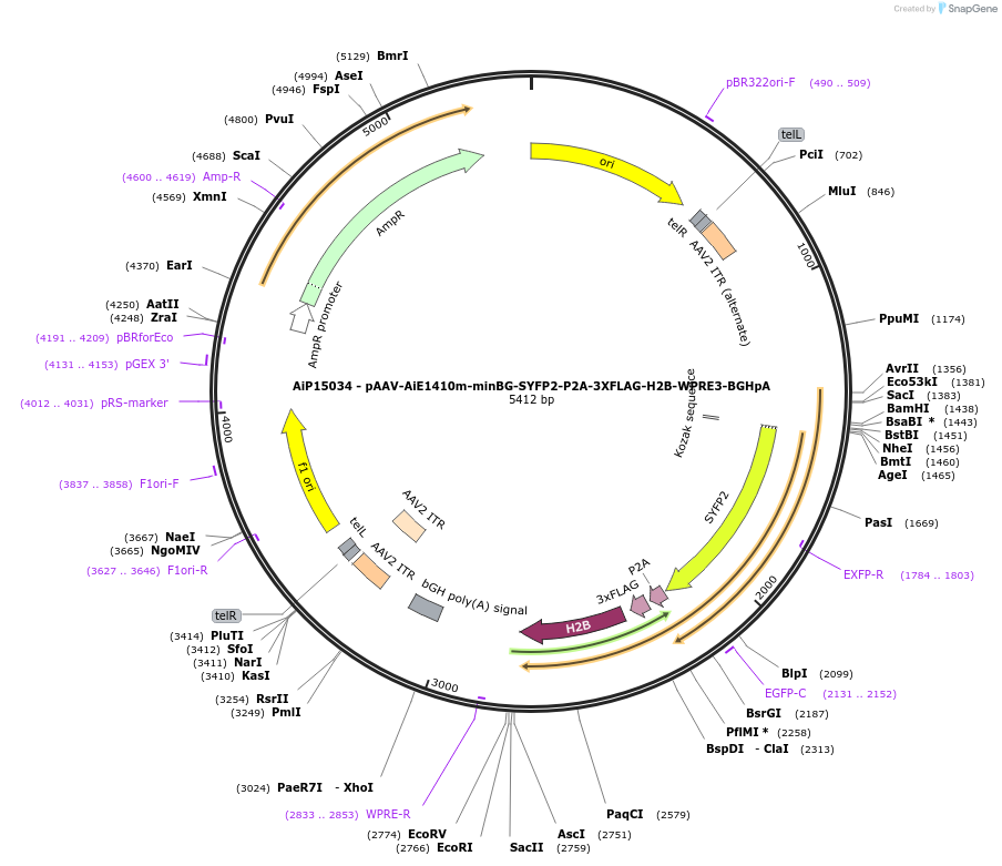 243626-plasmid-map-sequence-id-525370