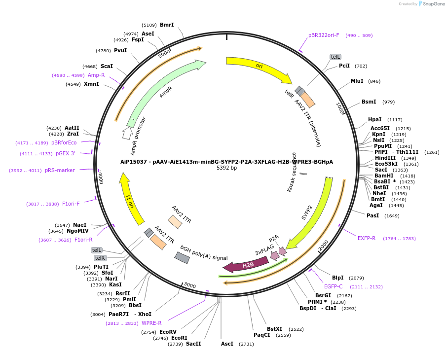 243629-plasmid-map-sequence-id-525372