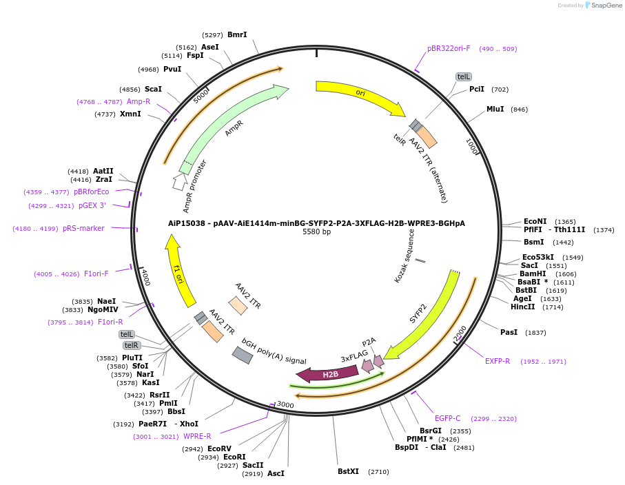 243630-plasmid-map-sequence-id-525373