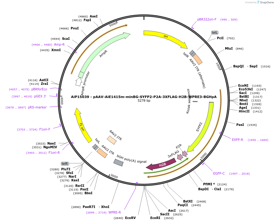 243631-plasmid-map-sequence-id-525374