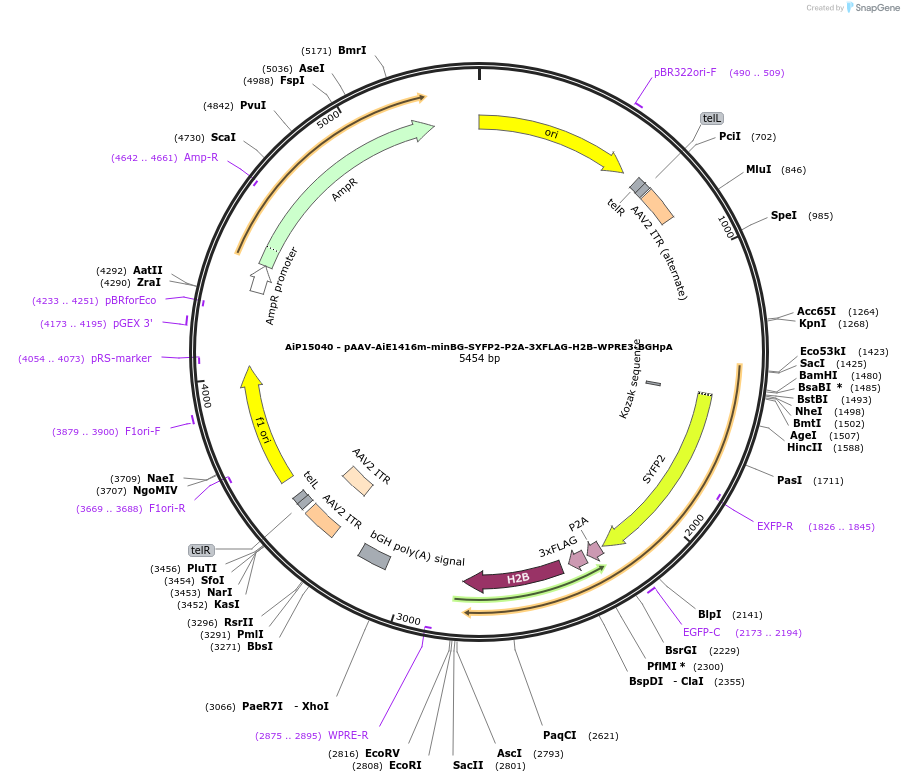 243632-plasmid-map-sequence-id-525375