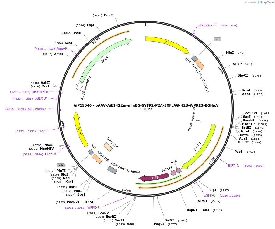 243633-plasmid-map-sequence-id-525376