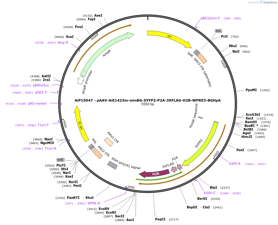 243634-plasmid-map-sequence-id-525377