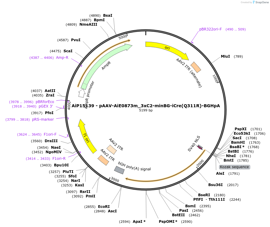 243638-plasmid-map-sequence-id-525378