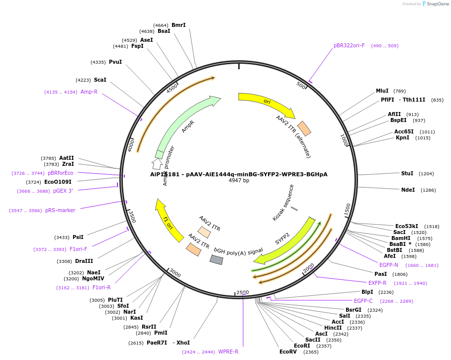 243639-plasmid-map-sequence-id-525379