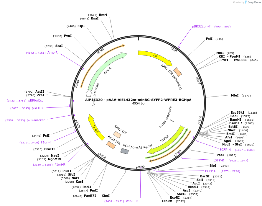 243643-plasmid-map-sequence-id-525381