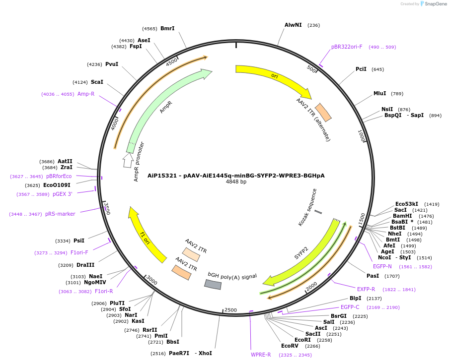 243644-plasmid-map-sequence-id-525382