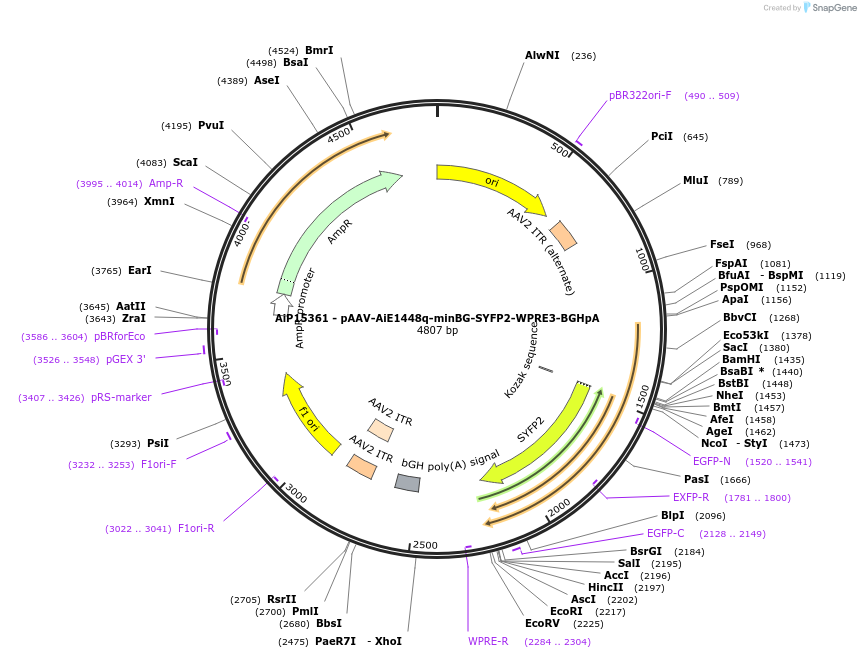 243645-plasmid-map-sequence-id-525383