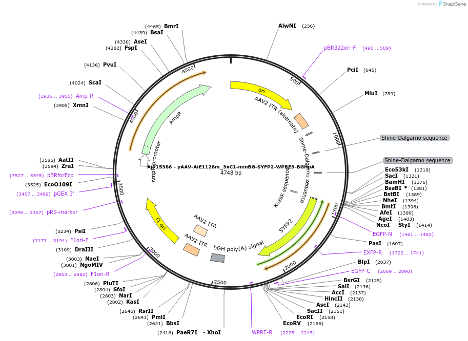 243646-plasmid-map-sequence-id-525384