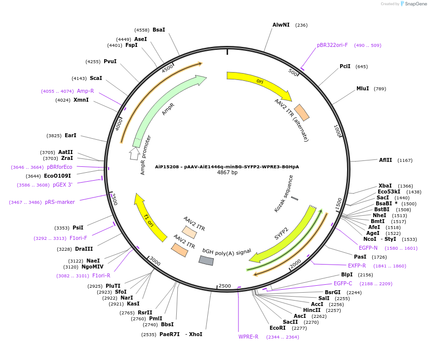 243640-plasmid-map-sequence-id-525386