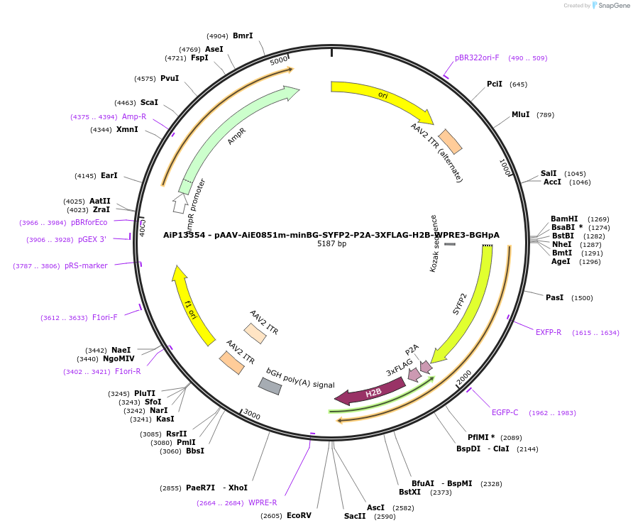 243494-plasmid-map-sequence-id-525387