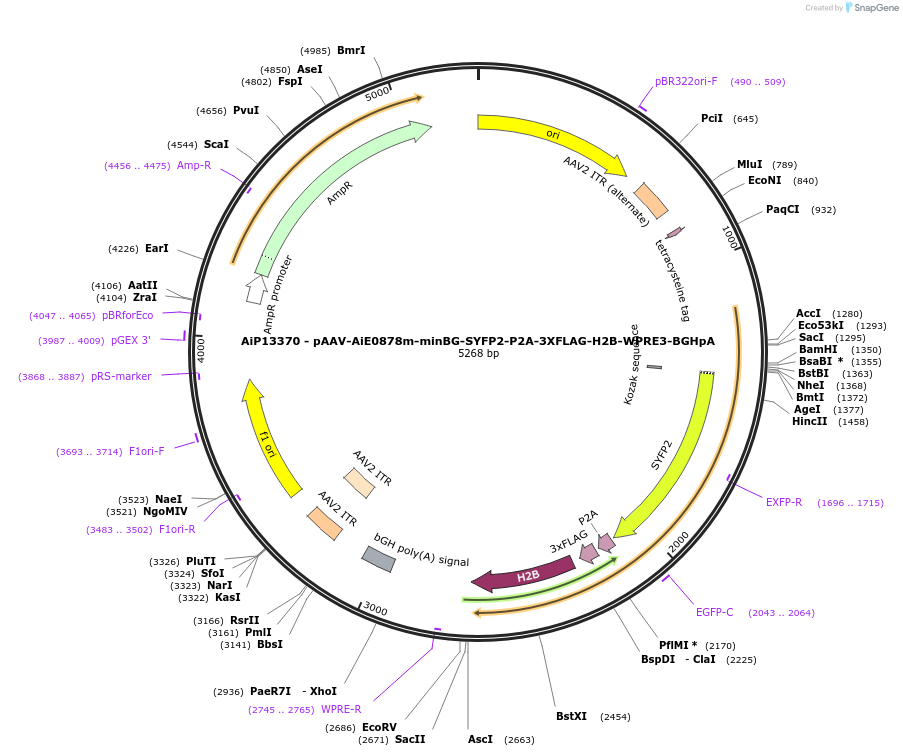 243504-plasmid-map-sequence-id-525388