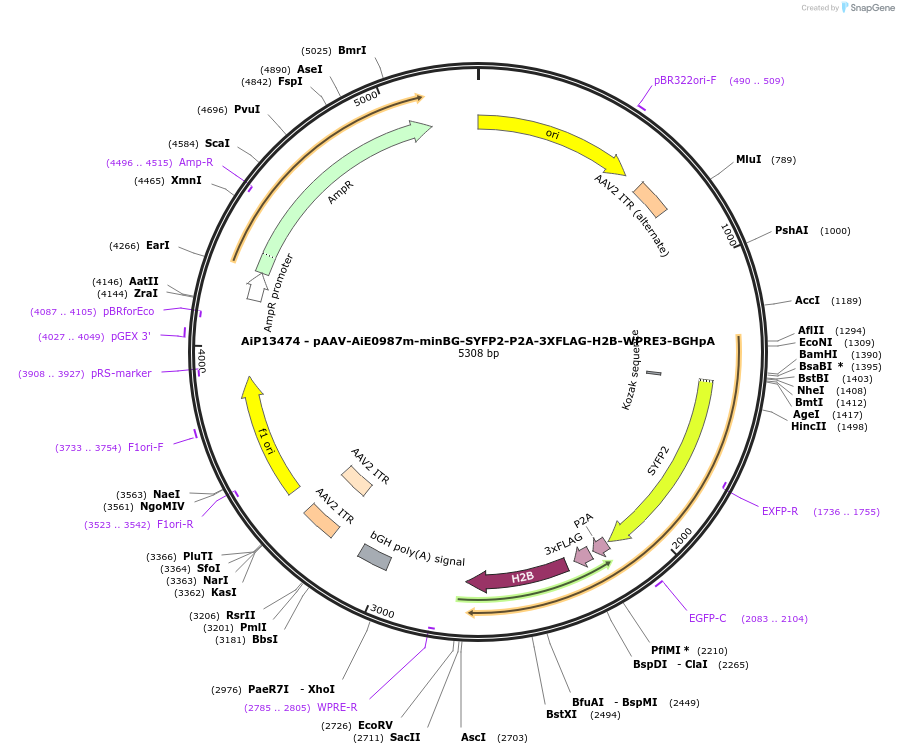 243515-plasmid-map-sequence-id-525389