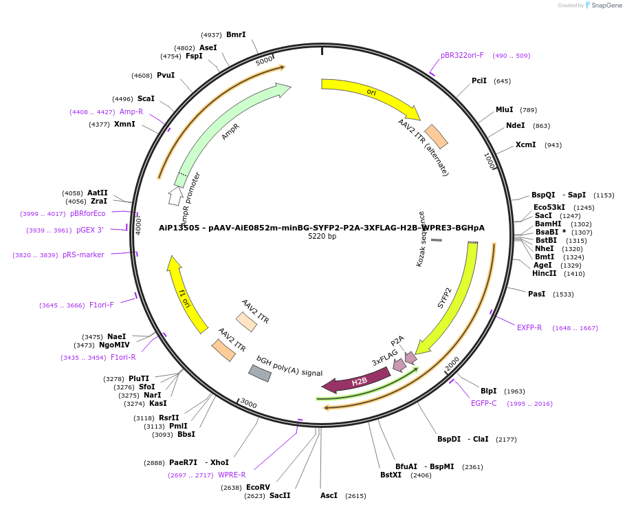 243527-plasmid-map-sequence-id-525391