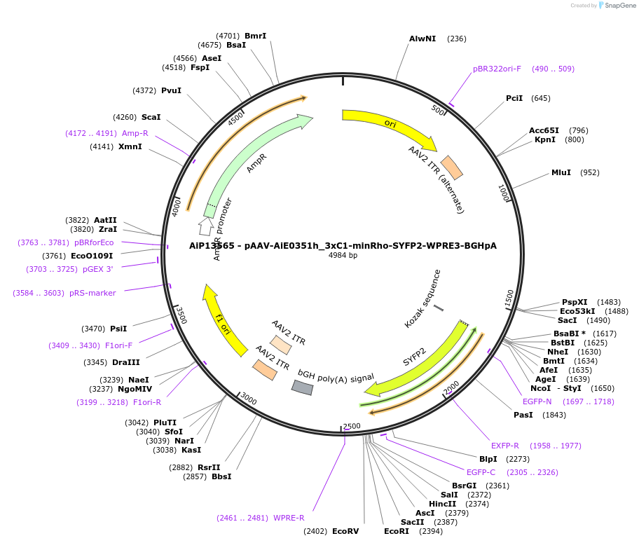 243535-plasmid-map-sequence-id-525392