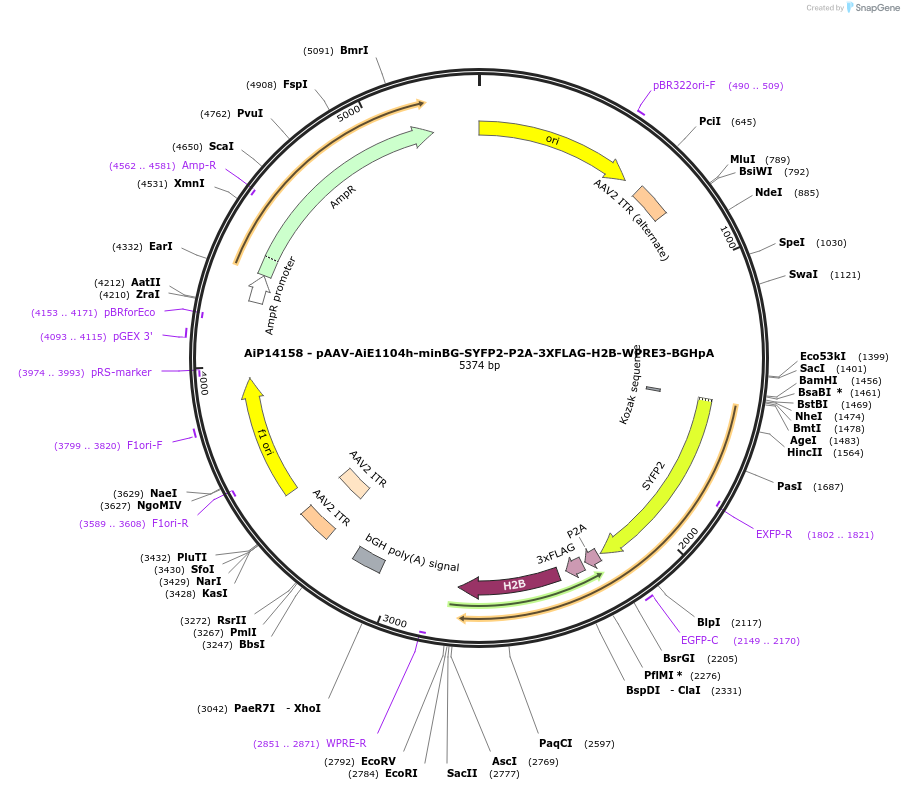 243372-plasmid-map-sequence-id-525393