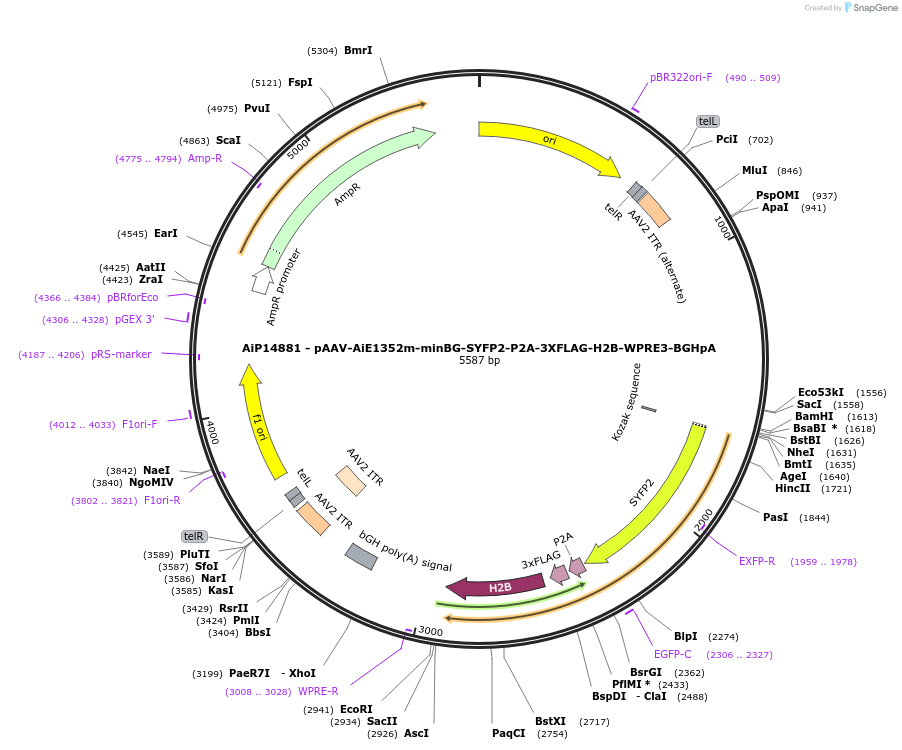 243414-plasmid-map-sequence-id-525394