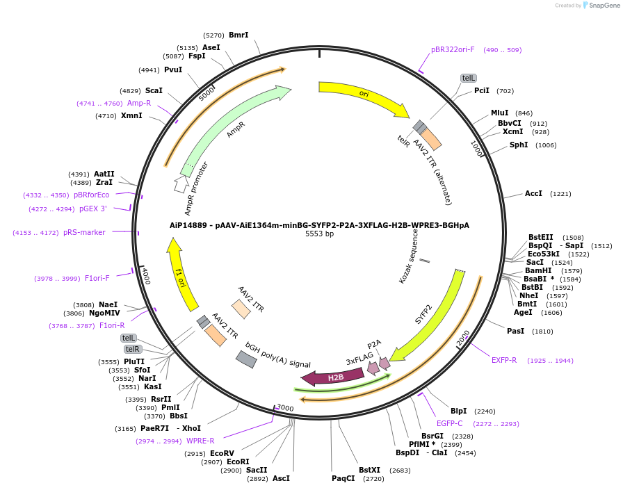 243415-plasmid-map-sequence-id-525395