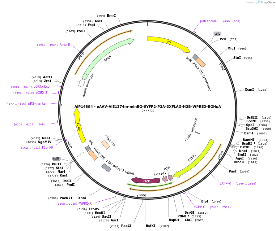 243416-plasmid-map-sequence-id-525396