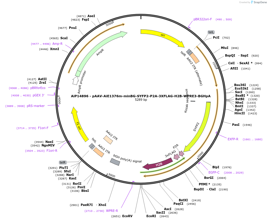 243417-plasmid-map-sequence-id-525397