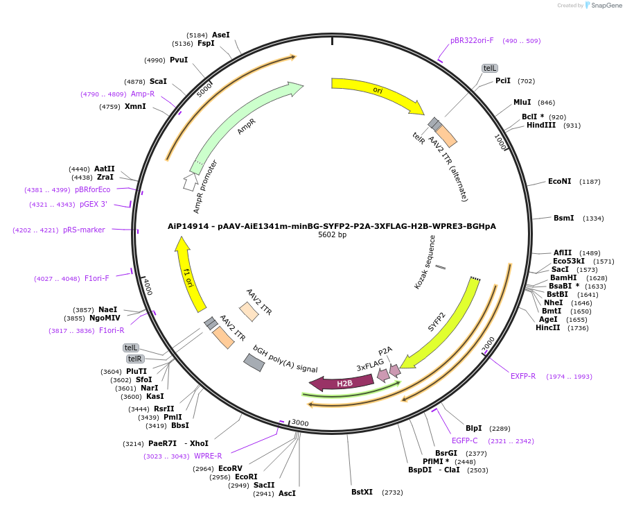 243418-plasmid-map-sequence-id-525398