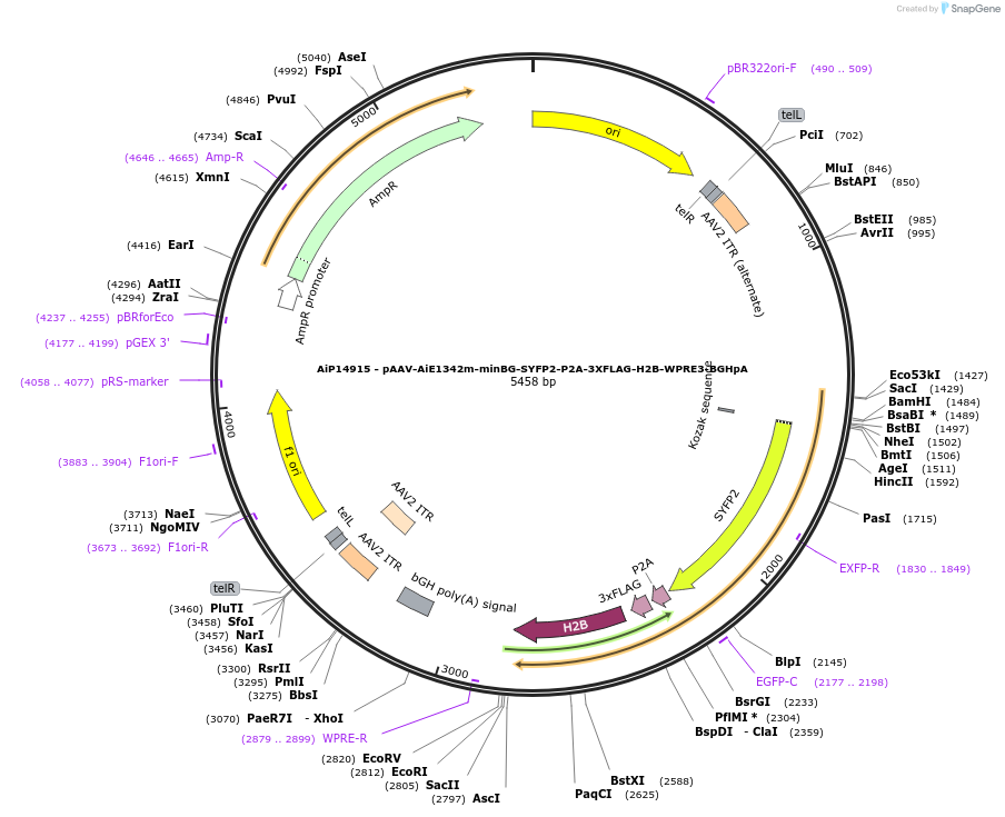 243419-plasmid-map-sequence-id-525399