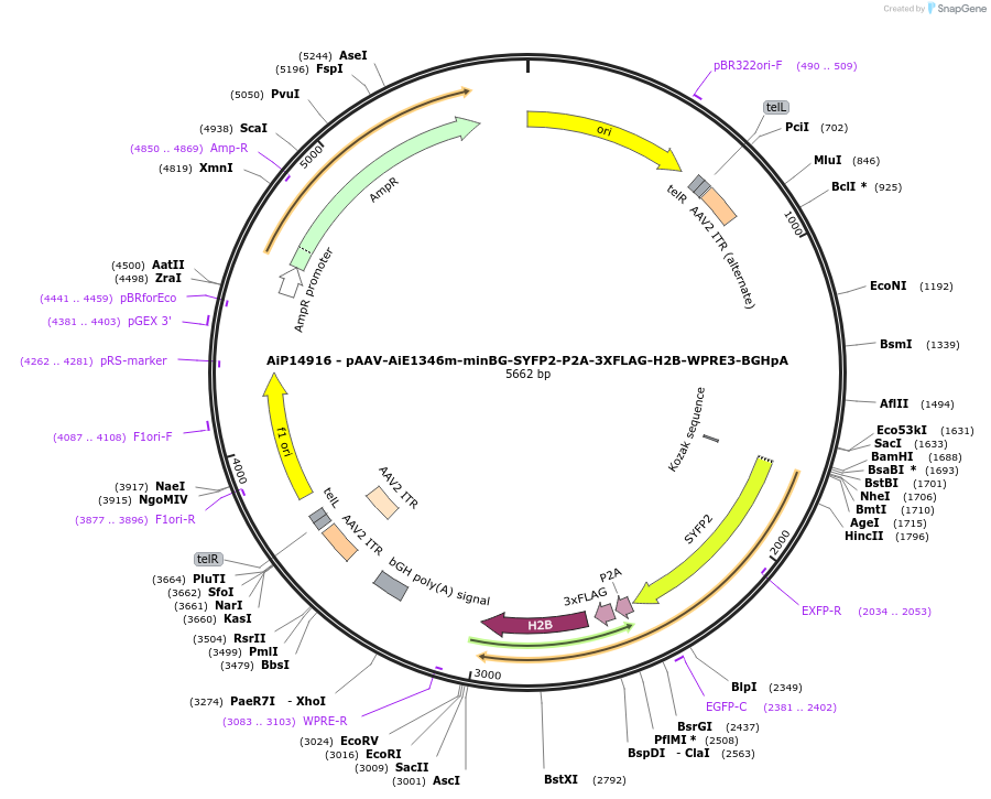 243420-plasmid-map-sequence-id-525400
