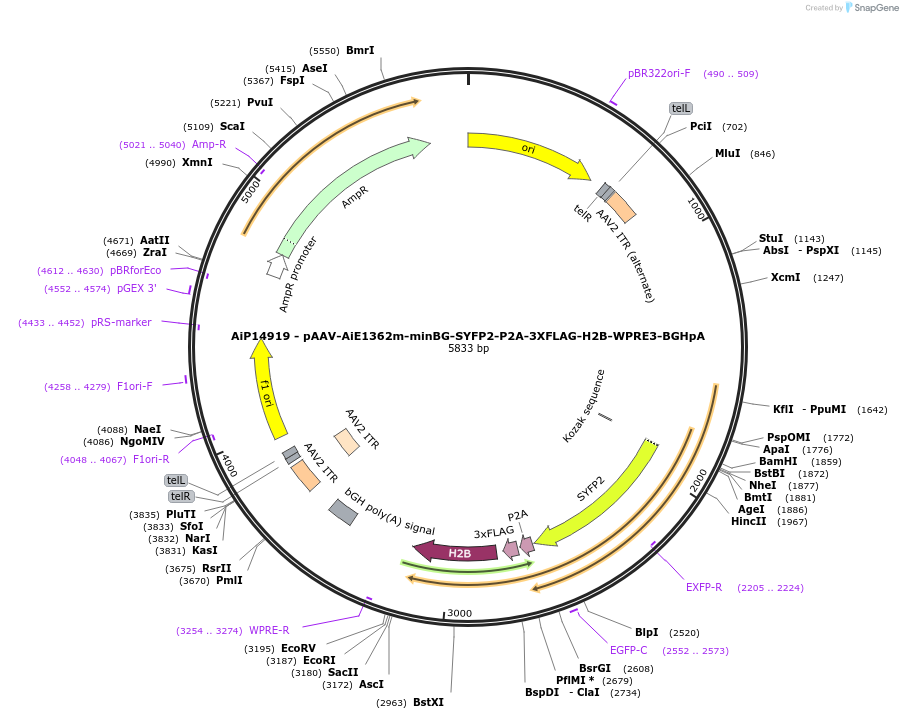 243421-plasmid-map-sequence-id-525401