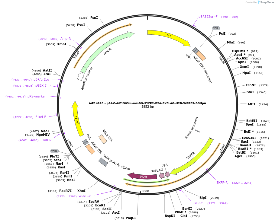 243422-plasmid-map-sequence-id-525402