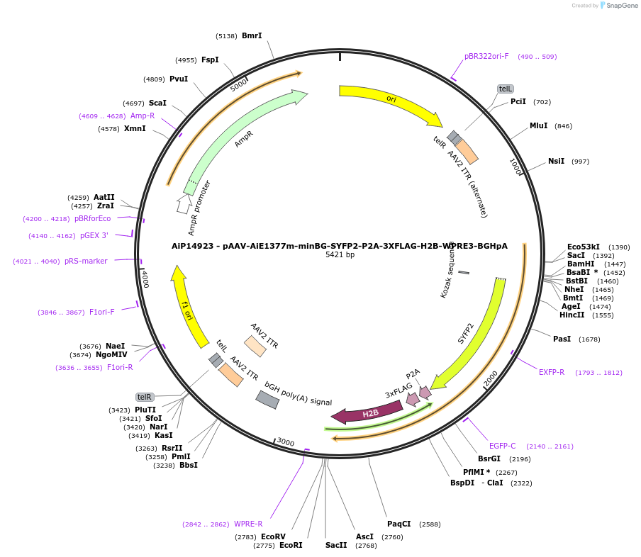 243423-plasmid-map-sequence-id-525403