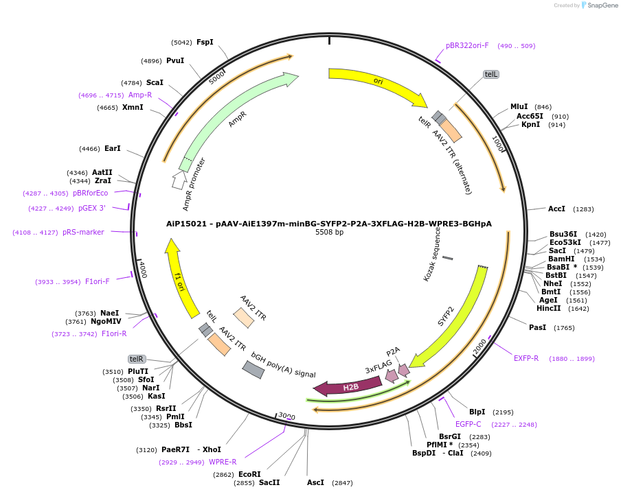 243425-plasmid-map-sequence-id-525404