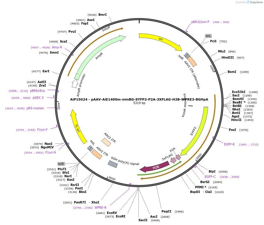 243426-plasmid-map-sequence-id-525405