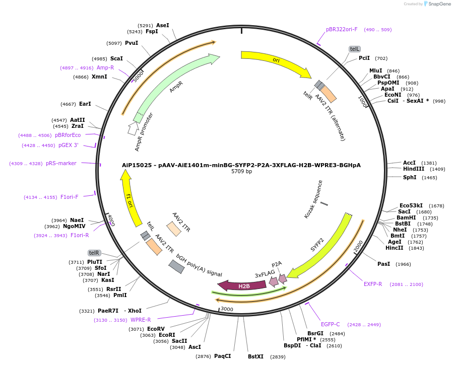 243427-plasmid-map-sequence-id-525406