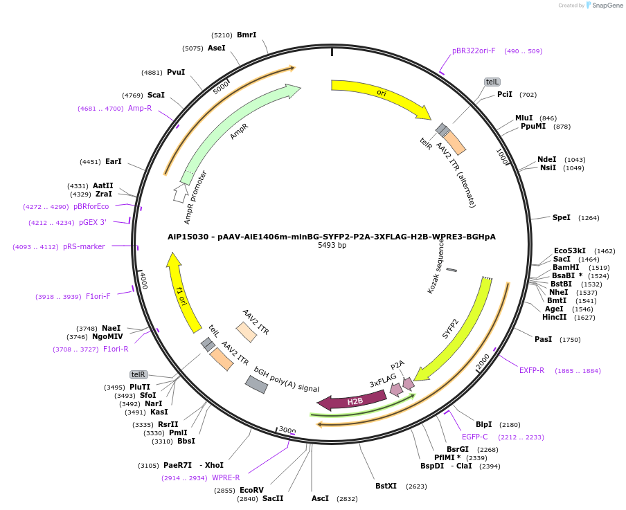 243428-plasmid-map-sequence-id-525407