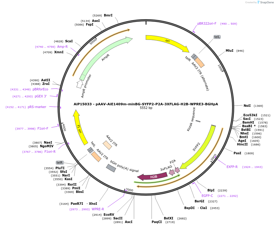 243429-plasmid-map-sequence-id-525408