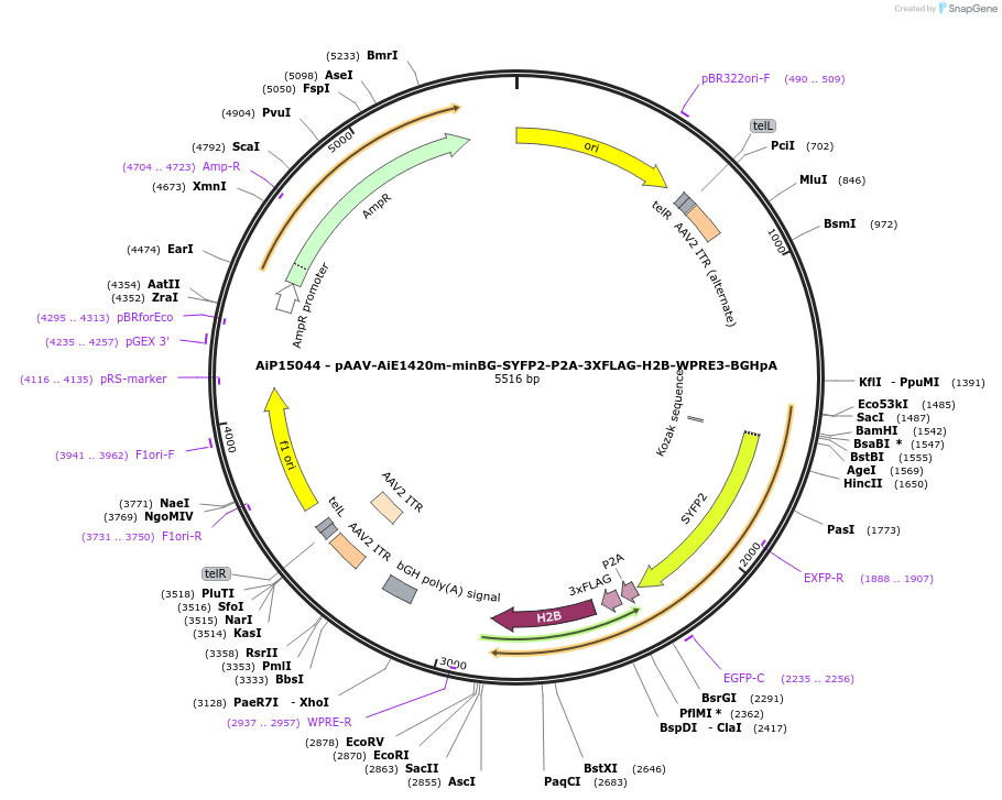 243430-plasmid-map-sequence-id-525409