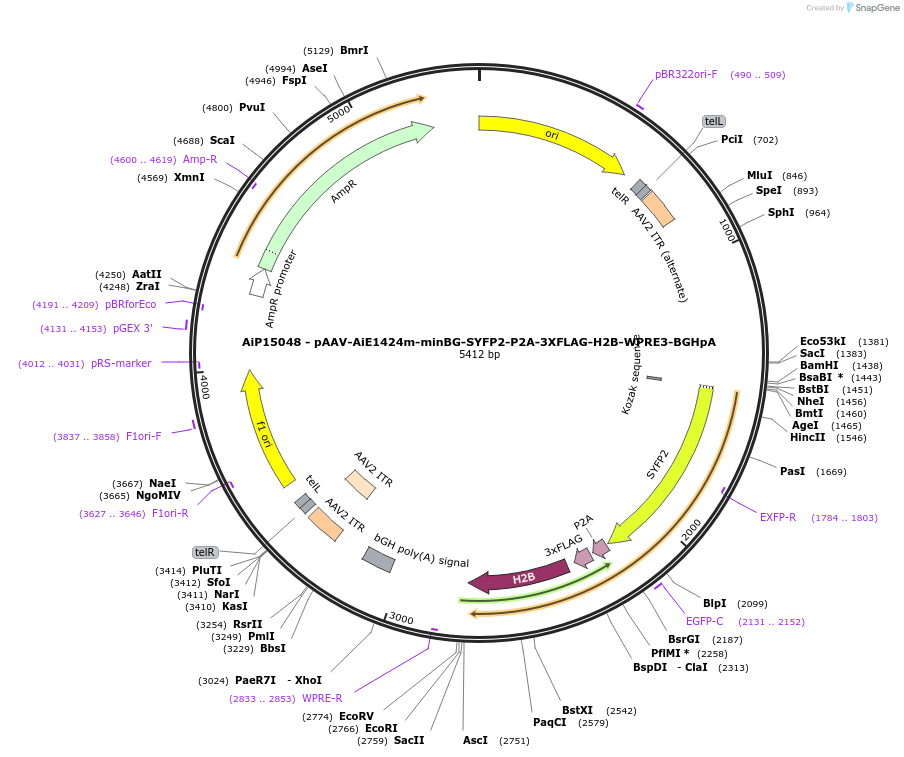 243431-plasmid-map-sequence-id-525410