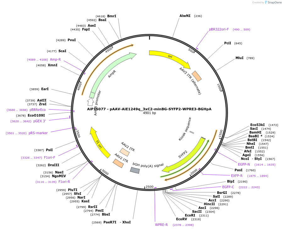 243434-plasmid-map-sequence-id-525411