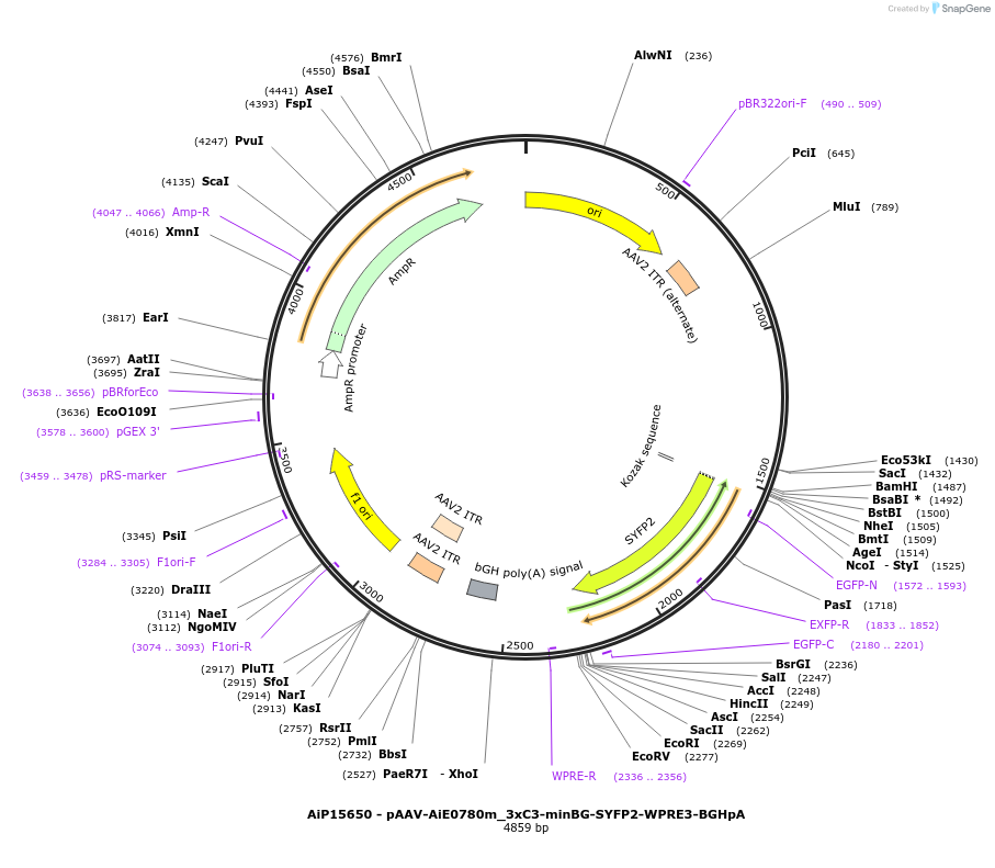 243653-plasmid-map-sequence-id-525412