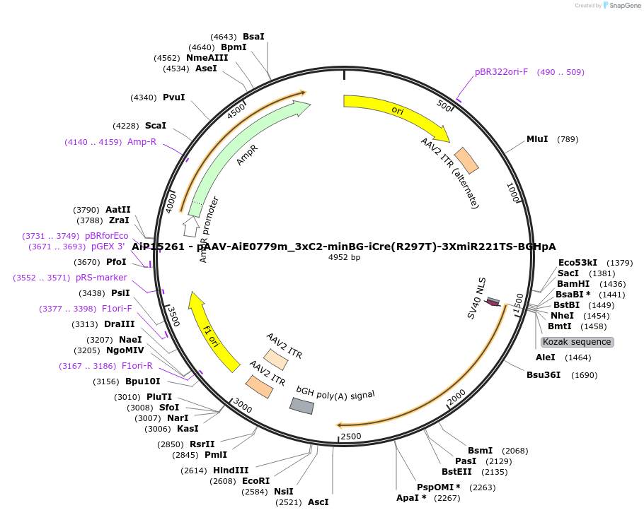 243437-plasmid-map-sequence-id-525413