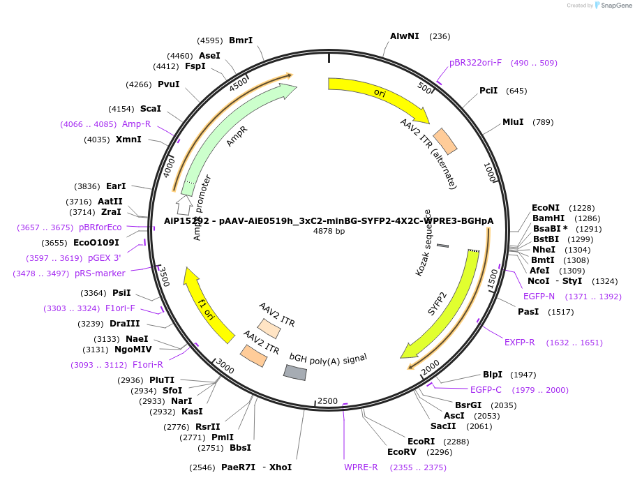 243438-plasmid-map-sequence-id-525414