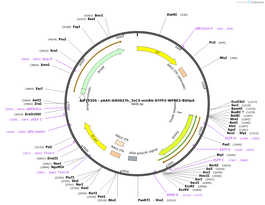 243439-plasmid-map-sequence-id-525415