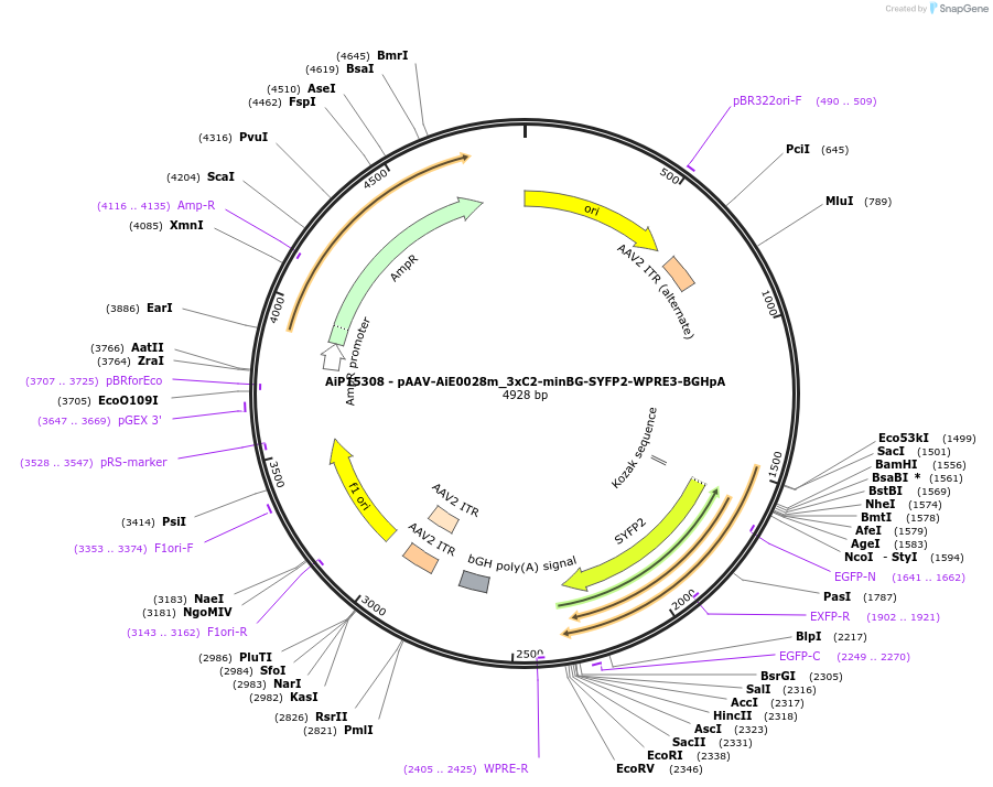 243440-plasmid-map-sequence-id-525416