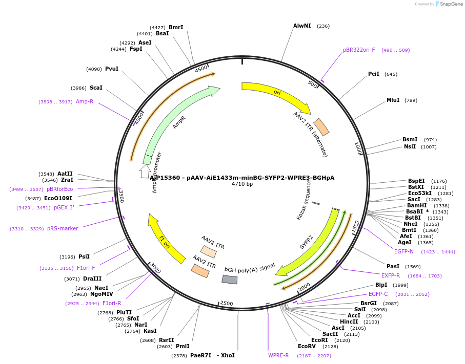 243441-plasmid-map-sequence-id-525417