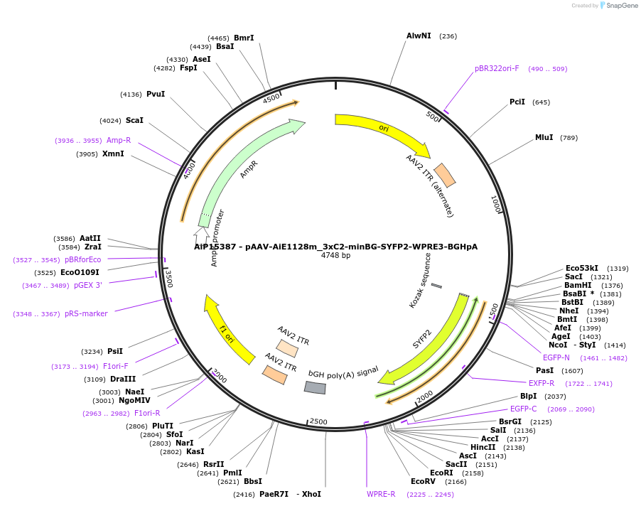 243442-plasmid-map-sequence-id-525418