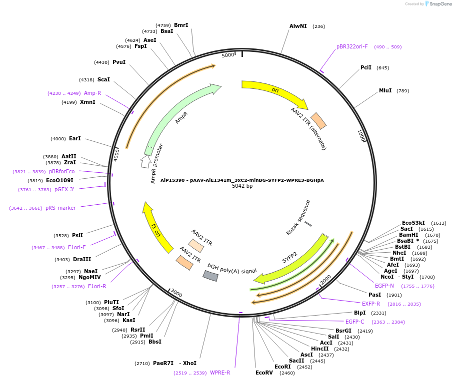 243444-plasmid-map-sequence-id-525420