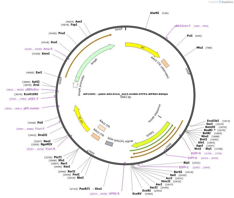 243445-plasmid-map-sequence-id-525421